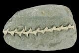 Archimedes Screw Bryozoan Fossil - Illinois #129639-1